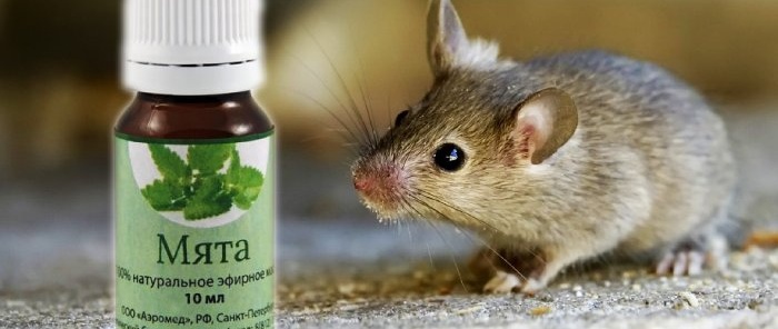 A Safe and Humane Way to Get Rid of Mice in Your Home
