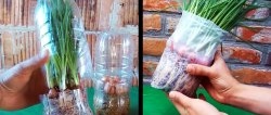 3 najlepšie spôsoby pestovania cibule na parapete v zime
