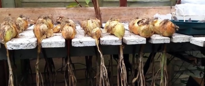 How to properly prepare onions for maximum long-term storage