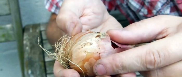 How to properly prepare onions for maximum long-term storage