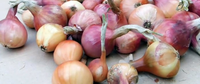 How to properly prepare onions for maximum long-term storage