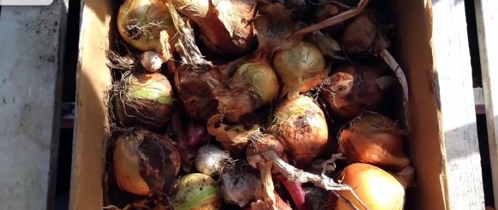 How to properly prepare onions for maximum long-term storage