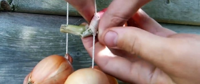 Comment préparer correctement les oignons pour une conservation maximale à long terme