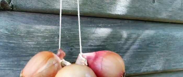 Come preparare adeguatamente le cipolle per la massima conservazione a lungo termine