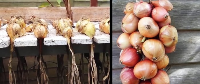 Come preparare adeguatamente le cipolle per la massima conservazione a lungo termine