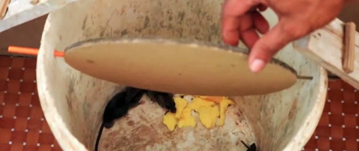 Cara membuat perangkap tikus dari baldi plastik