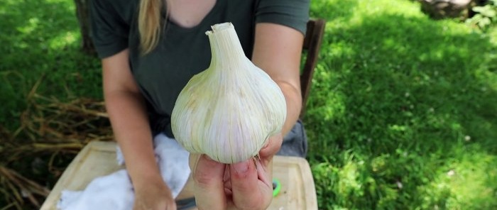 Paano mag-imbak ng bawang hanggang sa susunod na taon