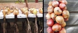 How to properly prepare onions for maximum long-term storage