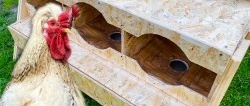 Jak zrobić gniazda dla kurczaków z pojemnikami na jajka z płyty OSB