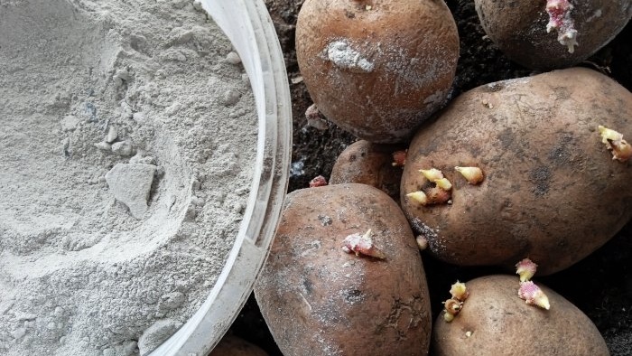 Behandla potatis med aska före plantering för att öka avkastningen