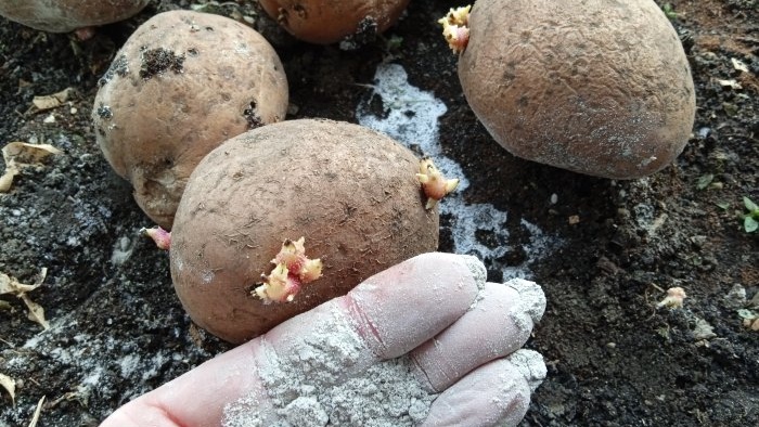 Aardappelen behandelen met as vóór het planten om de opbrengst te verhogen