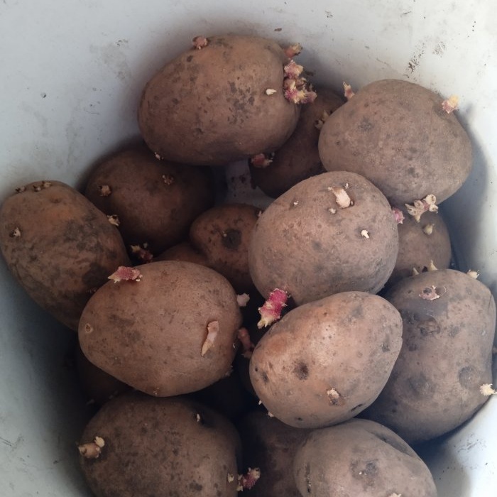 Tratar as batatas com cinzas antes do plantio para aumentar o rendimento