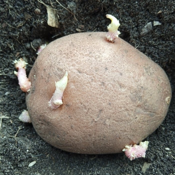 Tratar as batatas com cinzas antes do plantio para aumentar o rendimento