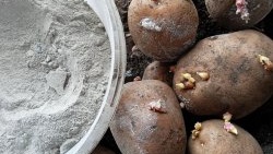 Treating potatoes with ash before planting to increase yield