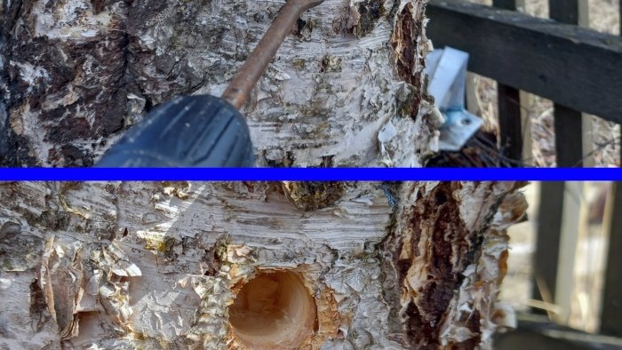 Come raccogliere correttamente la linfa di betulla con il minimo danno all'albero
