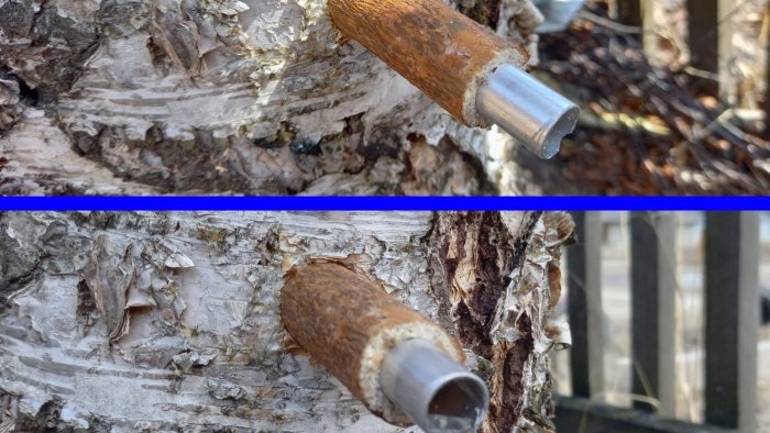 Hvordan samle bjørkesaft på riktig måte med minimal skade på treet