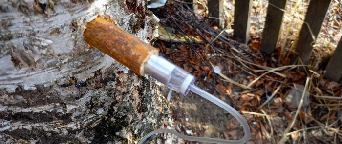 Cum să colectați în mod corespunzător seva de mesteacăn cu daune minime la copac