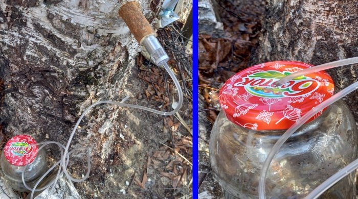 Как правилно да събирате брезов сок с минимални щети на дървото