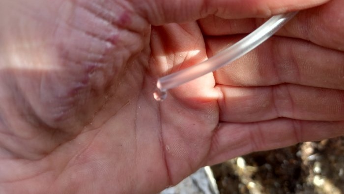 Cách thu thập nhựa cây bạch dương đúng cách để giảm thiểu thiệt hại cho cây