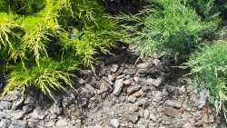 Verwendung von Kiefernrindenmulch im Garten