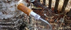 How to properly collect birch sap with minimal damage to the tree