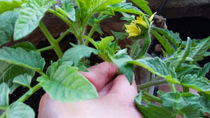 Un efficace stimolatore della crescita per le piantine di pomodoro a casa