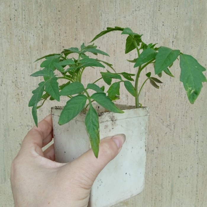 Un eficaz estimulador del crecimiento de las plántulas de tomate en casa.