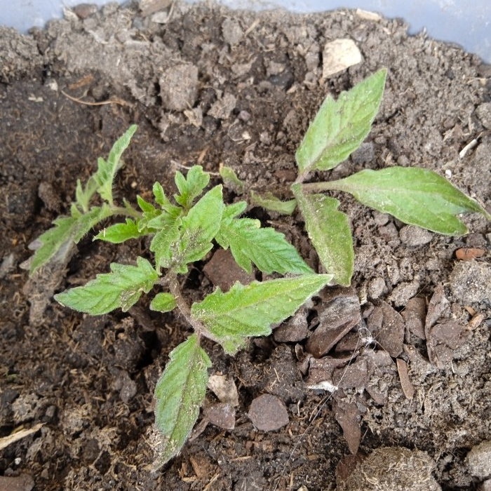 Un stimulateur de croissance efficace pour les plants de tomates à la maison