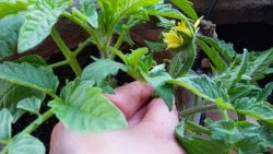 En effektiv vekststimulator for tomatfrøplanter hjemme