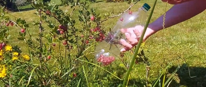 How to make PET bottles a device for safe berry picking