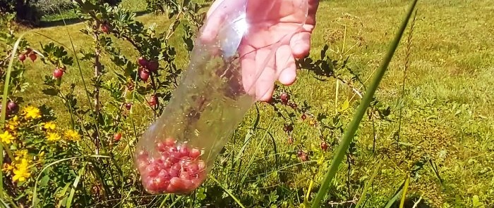 Cómo hacer de las botellas de PET un dispositivo para la recolección segura de bayas