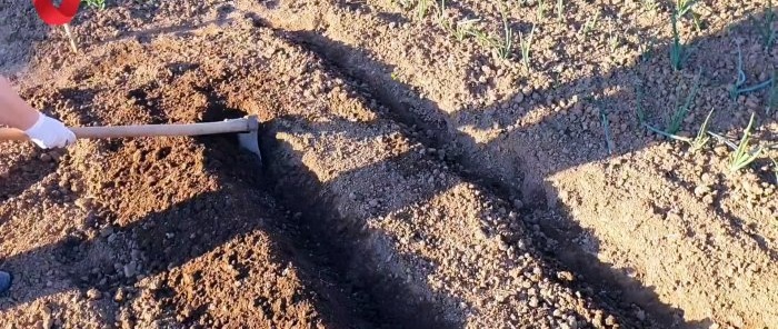 Plantez une tomate de cette façon et obtenez une récolte forte et saine