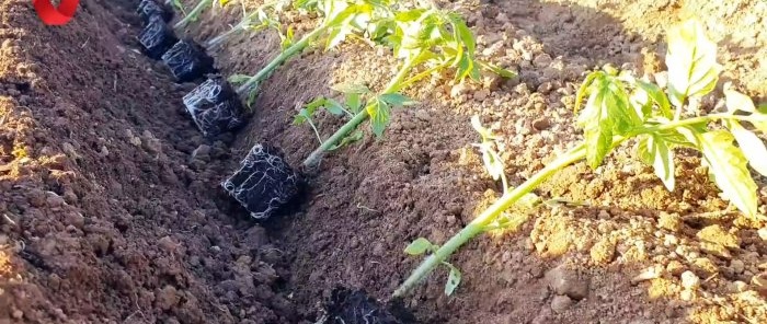 Засадете домат по този начин и вземете силна и здрава реколта