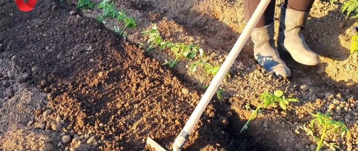 Plante um tomate desta forma e obtenha uma colheita forte e saudável