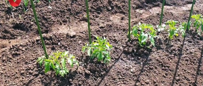 Planta un tomàquet d'aquesta manera i aconsegueix una collita forta i sana