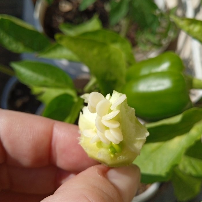 El secret de preparar llavors de pebrot per augmentar la germinació del material de plantació