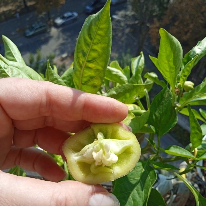 Het geheim van het bereiden van peperzaden om de kieming van plantmateriaal te vergroten