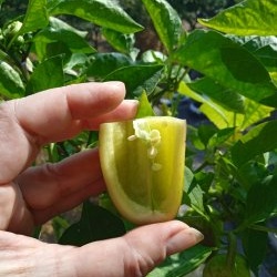 Hemmeligheden ved at forberede peberfrø for at øge spiringen af ​​plantemateriale