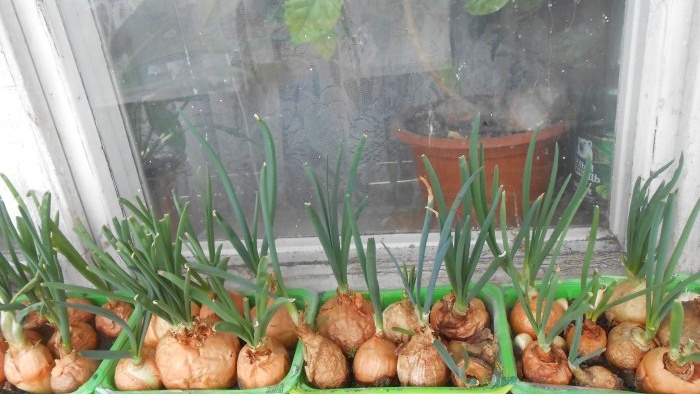 Menanam bawang untuk sayur-sayuran sepanjang tahun taman mini di ambang tingkap