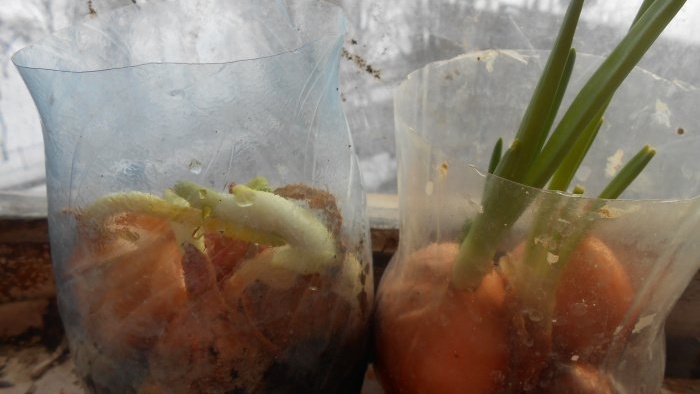 Coltivare cipolle per verdure tutto l'anno mini giardino sul davanzale della finestra