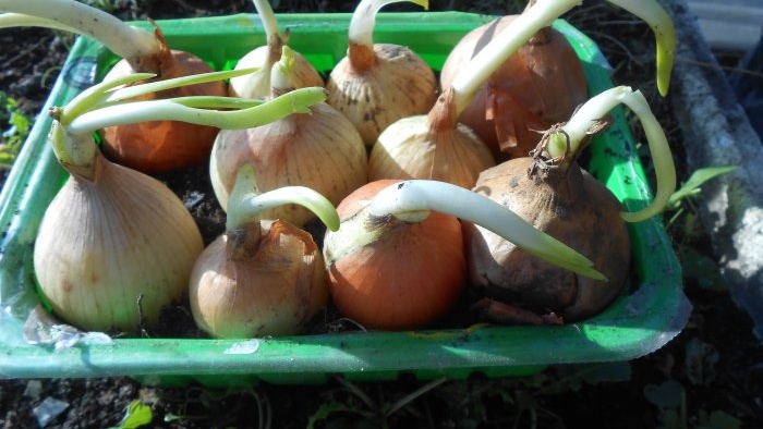 Cultivo de cebollas para obtener verduras durante todo el año, mini jardín en el alféizar de la ventana