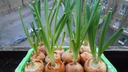 Sīpolu audzēšana zaļumiem visu gadu: mini dārzs uz palodzes